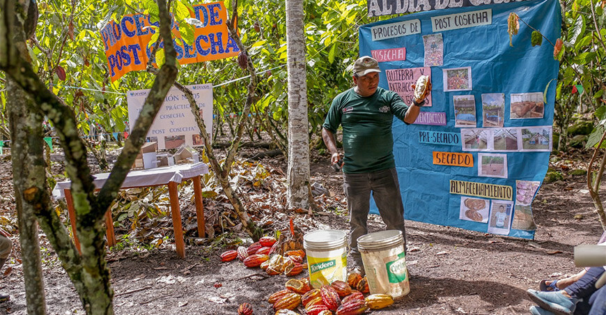 escuelas de campo productores de cacao San Martín Perú