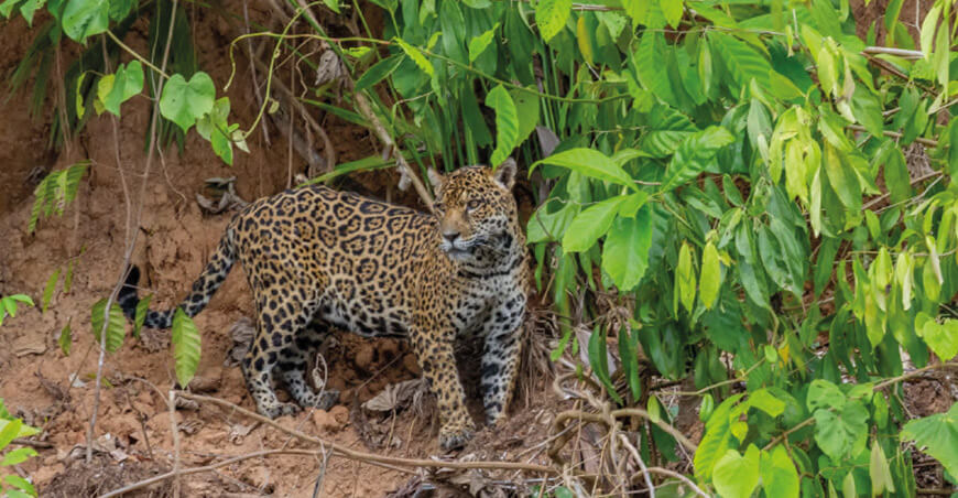  Perú y Bolivia consolidan el monitoreo transfronterizo de especies emblemáticas en el Gran Paisaje Madidi-Tambopata 