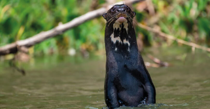 Perú y Bolivia consolidan el monitoreo transfronterizo de especies emblemáticas en el Gran Paisaje Madidi-Tambopata