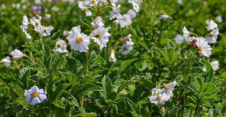 polen flor de papa