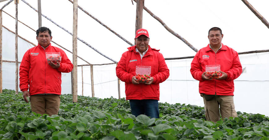 Foncodes impulsa producción fresas Ayacucho Perú