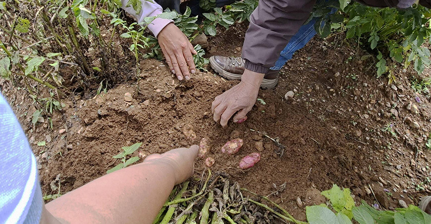 Impulsan preservación y comercialización de papas nativas en Santa Rosa de Tistes Junín Perú 