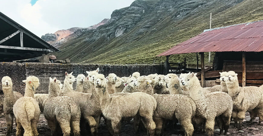 Verifican sanidad de alpacas machos en comunidad campesina de San Antonio Lima Perú 