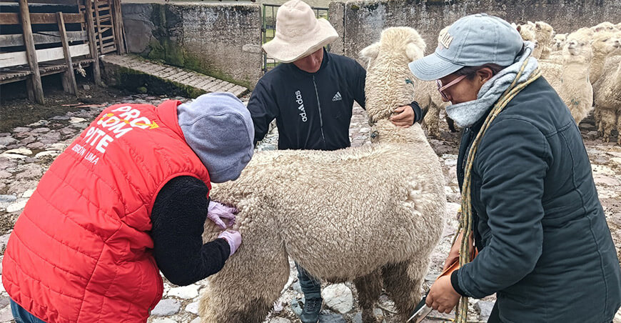 Verifican sanidad de alpacas machos en comunidad campesina de San Antonio Lima Perú