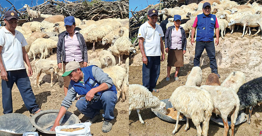Productores aplican buenas prácticas alimenticias y sanitarias para mejorar su ganado ovino Huarmaca Piura Perú