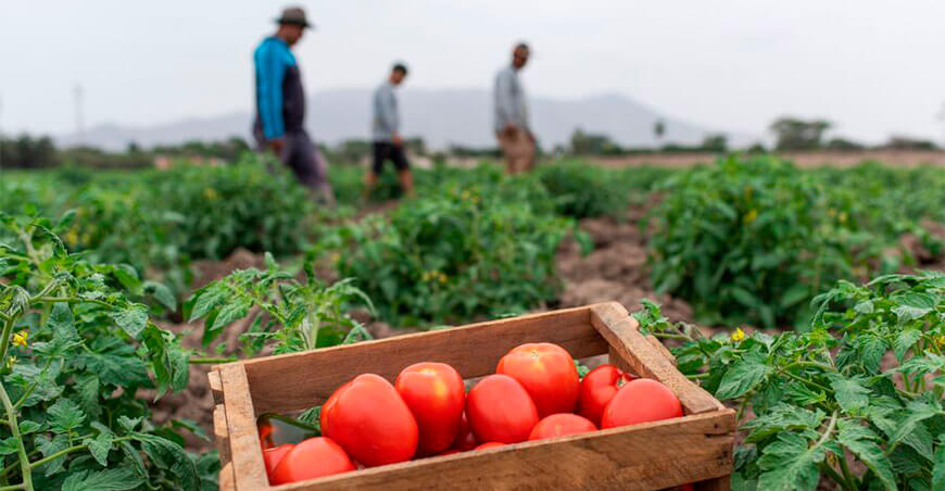 Ica lidera la producción de tomate Perú