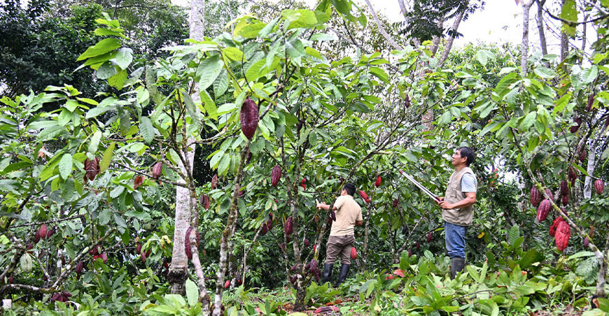 IIAP implementación de sistemas agroforestales con cultivos anuales Huánuco Perú