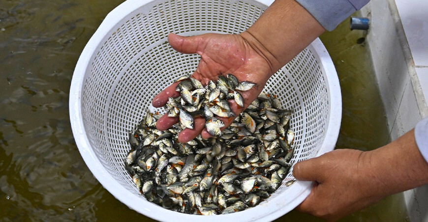 IIAP transfirió 1 527 145 alevinos de peces a comunidades amazónicas Perú