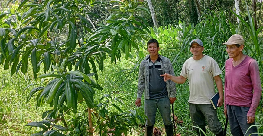 IIAP consolida material genético de camu camu con alto contenido de vitamina C y mayor rendimiento Perú