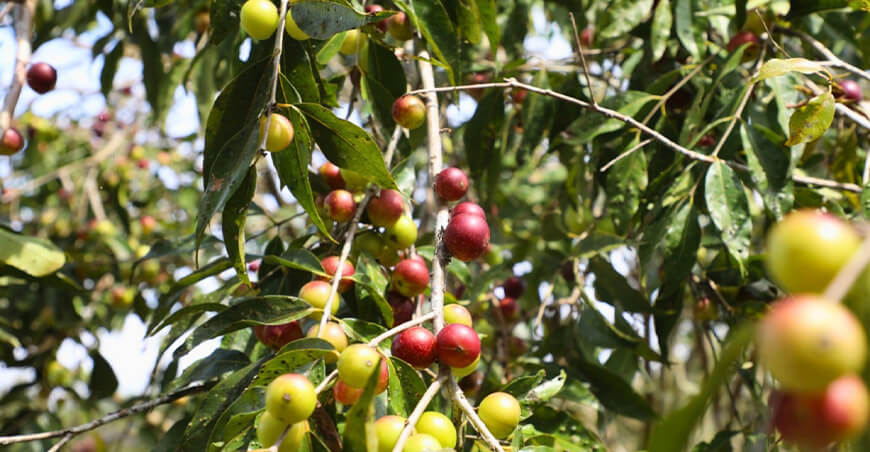 IIAP identifica al camu camu del Putumayo como reserva genética única en la Amazonía peruana