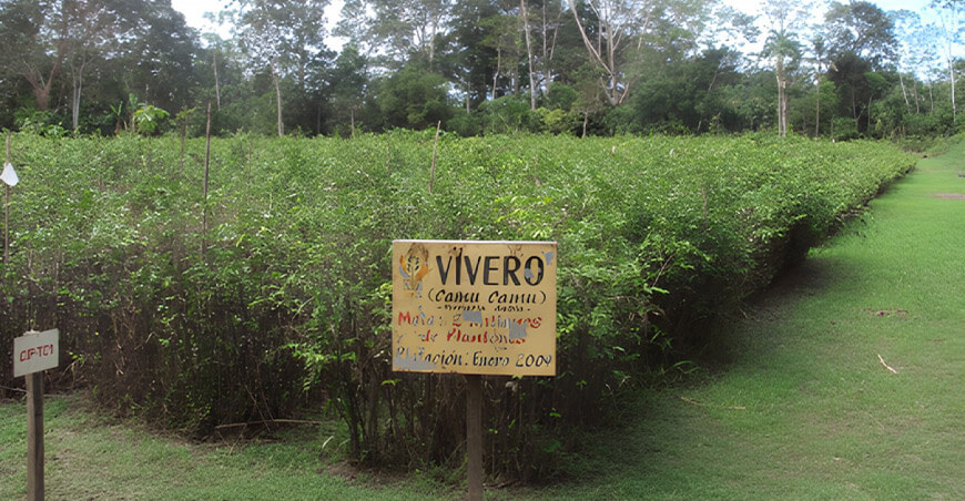 IIAP entregará 14 000 plantones de camu camu para duplicar la producción en Loreto y Ucayali