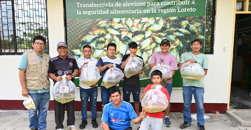 Impulsan la acuicultura con entrega de 81 000 alevinos de gamitana Loreto Perú