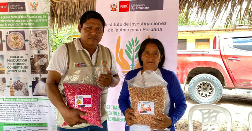 Comunidad nativa de Pampa Sacha fortalece su producción con sistemas agroforestales y cultivo de hongos San Martín Perú IIAP