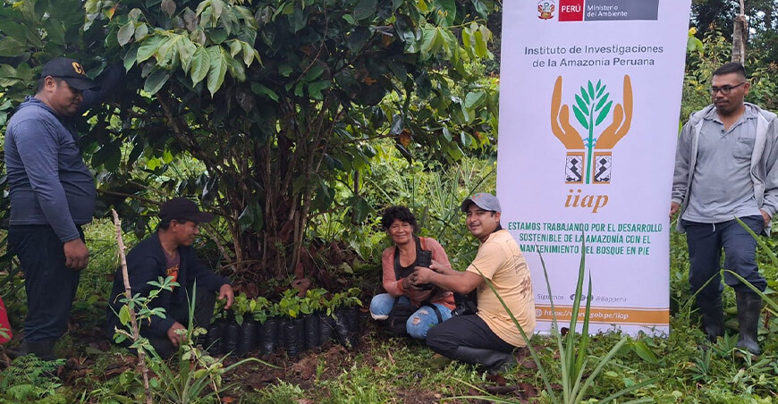 IIAP sistemas agroforestales Entregan más de 2300 plantones forestales y semillas para fortalecer la campaña agrícola Loreto Perú