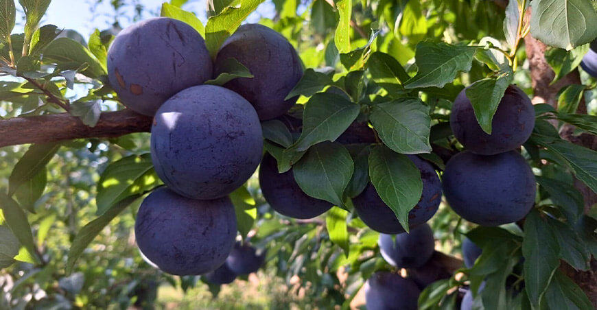 Nace el Club BabyPlum®: ocho líderes impulsan ciruelas premium de alto dulzor