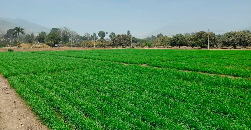 regiones del país ya cuentan con mapa de fertilidad del suelo agrario INIA Perú