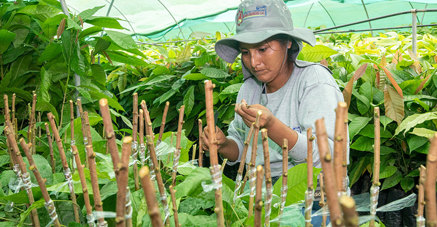 injerto plantones de cacao Pichari Cusco Perú