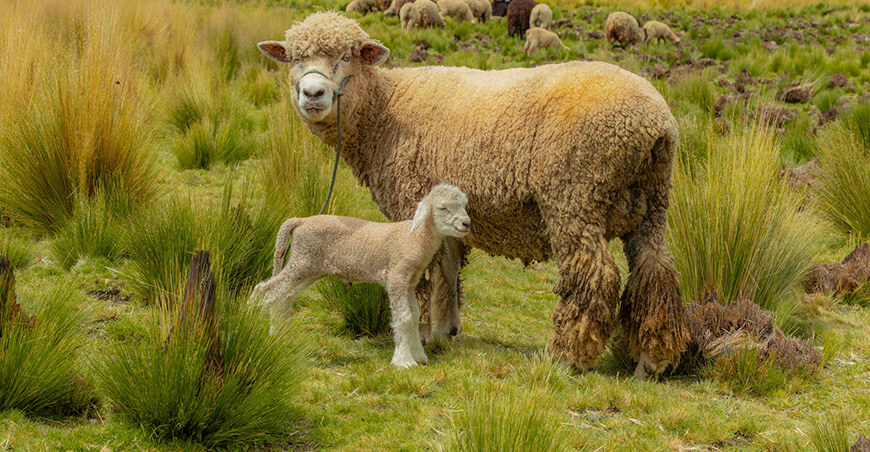 inseminaciones impulsan el mejoramiento genético ovino en Challhuahuacho Apurímac Perú