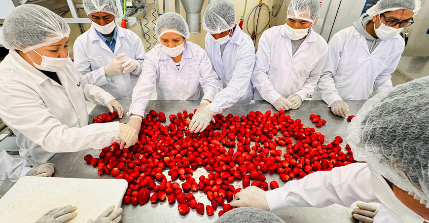 ITP Red CITE agroindustria valor agregado fresas Perú