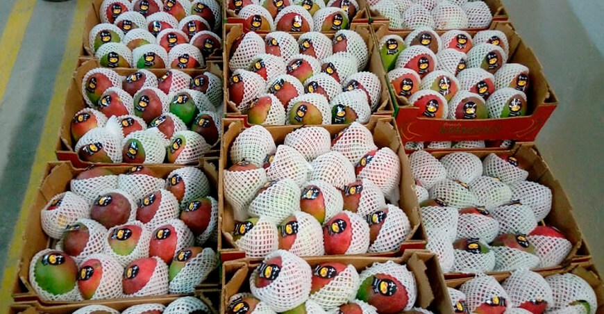 El mango se expande en Corea del Sur con una red global de distribución e importación