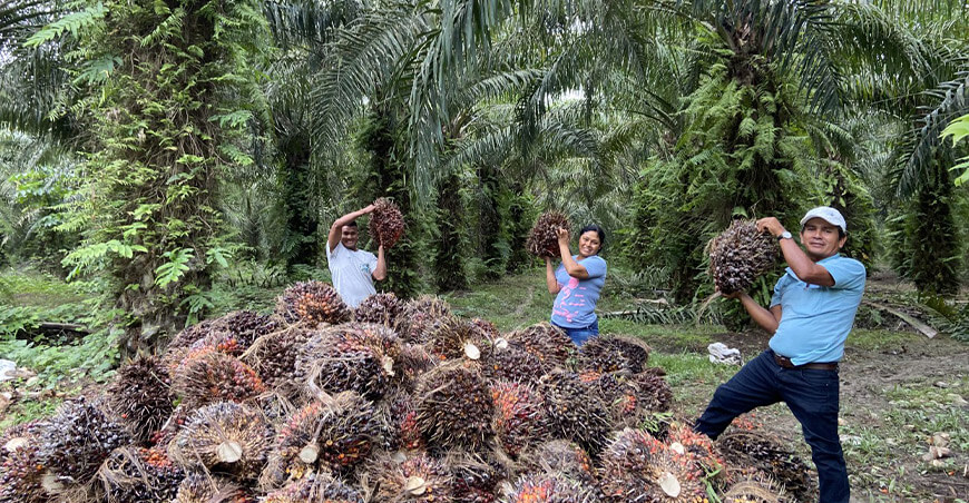 Perú producción palma aceitera peruana