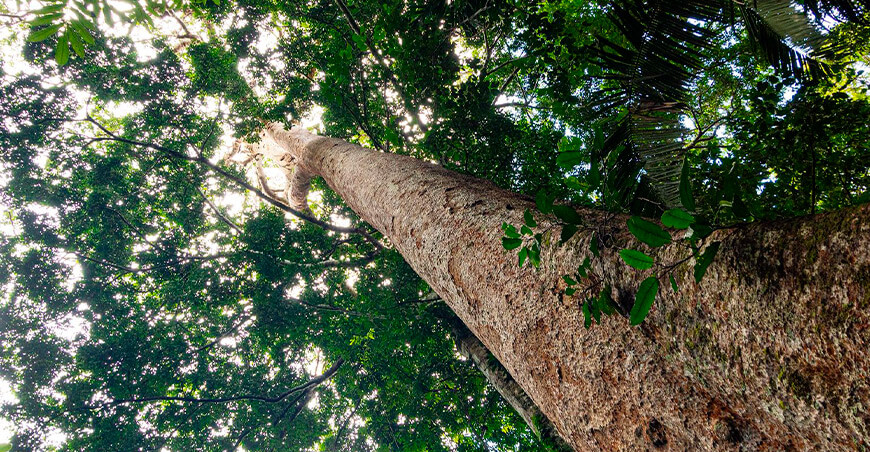 ARBIO árboles madre bosques Perú
