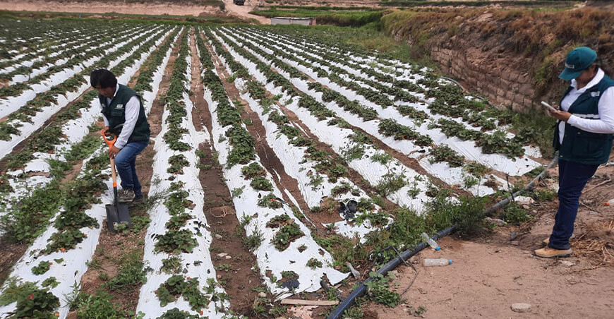 Promueven buenas prácticas agrícolas en el cultivo de fresas en El Cural Arequipa Perú