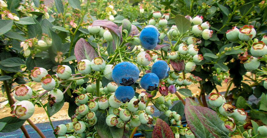 Perú producción arándanos peruanos