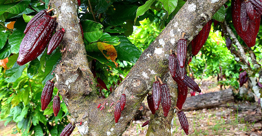 Perú cultivo cacao