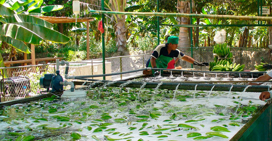 Perú exportación de banano orgánico peruano