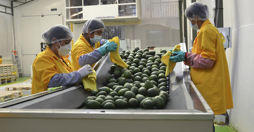 Perú exportación palta peruana