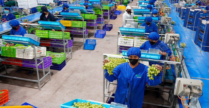 Perú exportación uvas peruanas