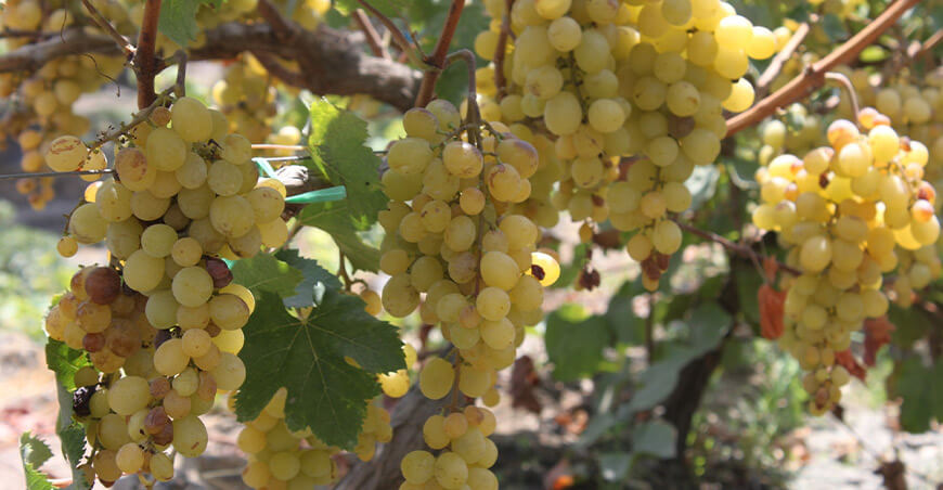 Perú exportación de uvas peruanas