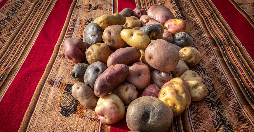 semillas de papas nativas INIA Perú