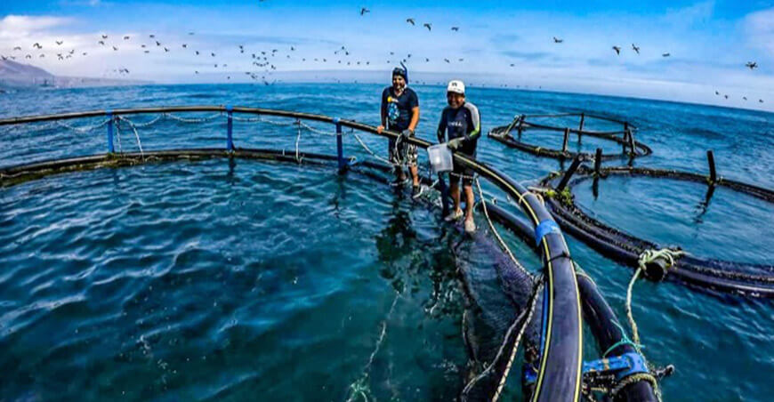  Cerca de 3000 acuicultores formales recibirán el reintegro del IGV de los últimos tres años 