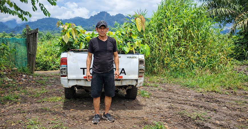plantones de cacao productores Ayacucho Perú