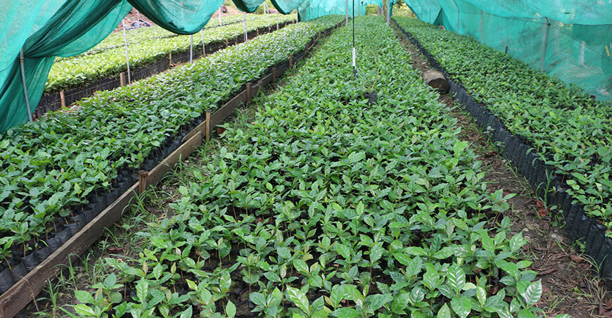 plantones de café productores de Amazonas Perú