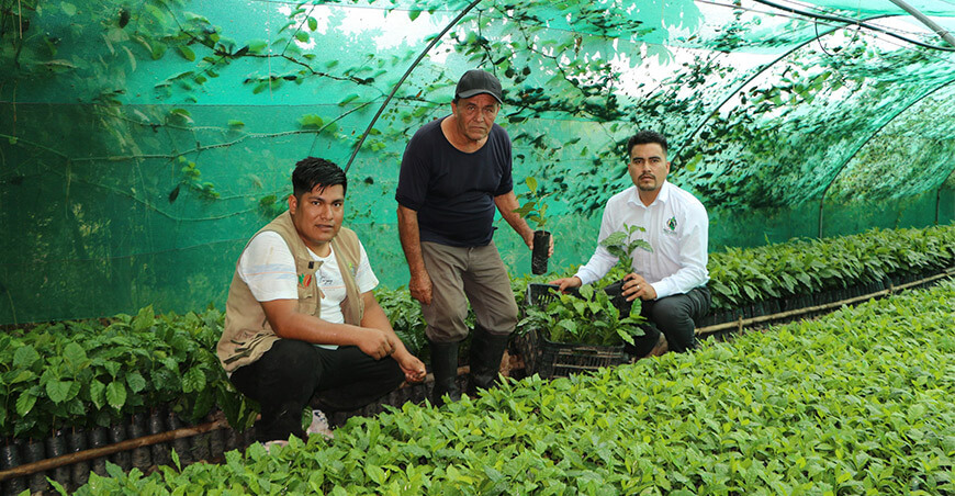 plantones de café productores de Amazonas Perú