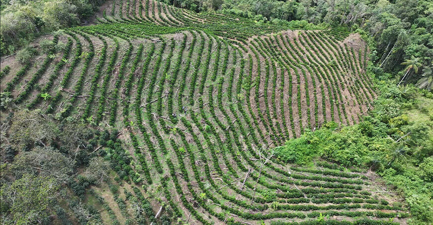 Impulsan reforestación y San Ignacio supera los 2,5 millones de plantones Cajamarca Perú