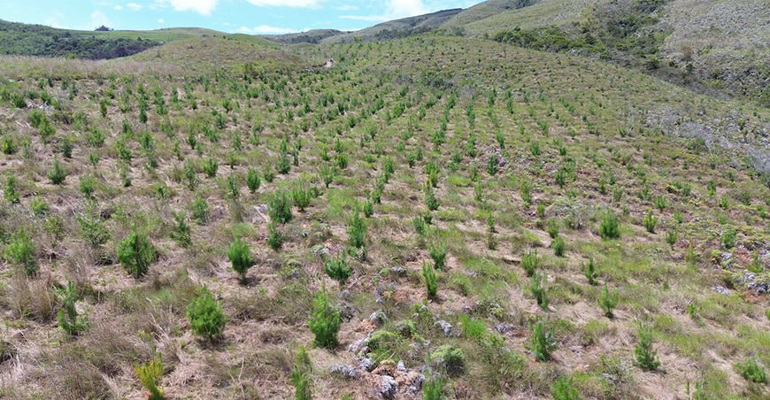 Perú producción plantones forestales de pino Cajamarca Perú 