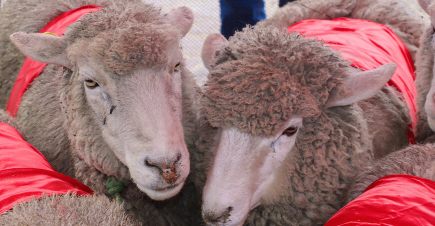 Procompite Lima fortalece cadenas productivas de ovinos, vacunos y gallinas ponedoras