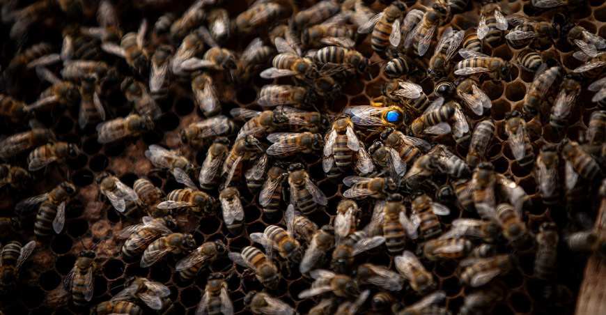 Devida implementa módulos de reproducción de abejas y proyecta 450 núcleos Vraem Perú