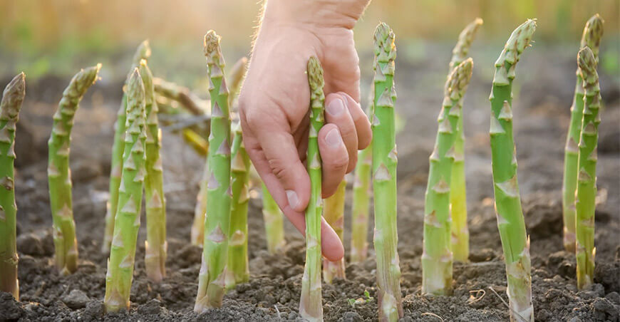 Perú producción espárragos peruanos