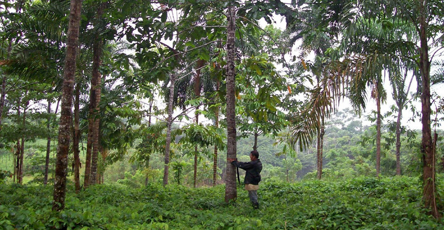 producción forestal Ucayali Perú