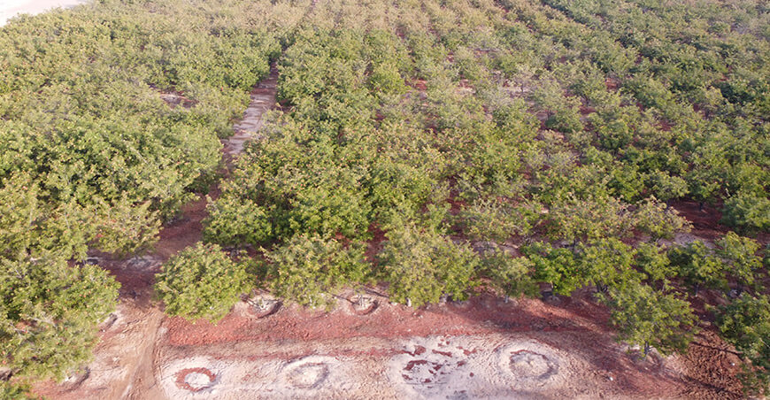 cultivo de tara Perú 