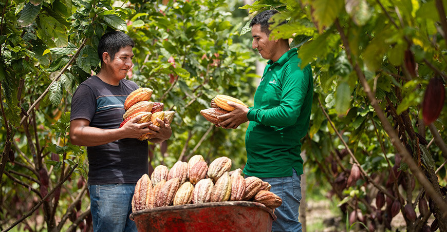 productor de cacao Nelson Soto Villanueva distrito de Santa Rosa, región Ayacucho Perú Devida 