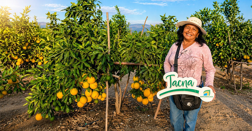 Cooperativa Agraria Yalpa Limitada, de Tacna venta de naranjas mercado de Lima Perú