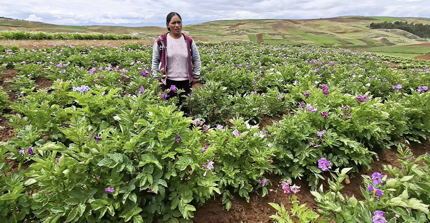Impulsan preservación y comercialización de papas nativas en Santa Rosa de Tistes Junín Perú