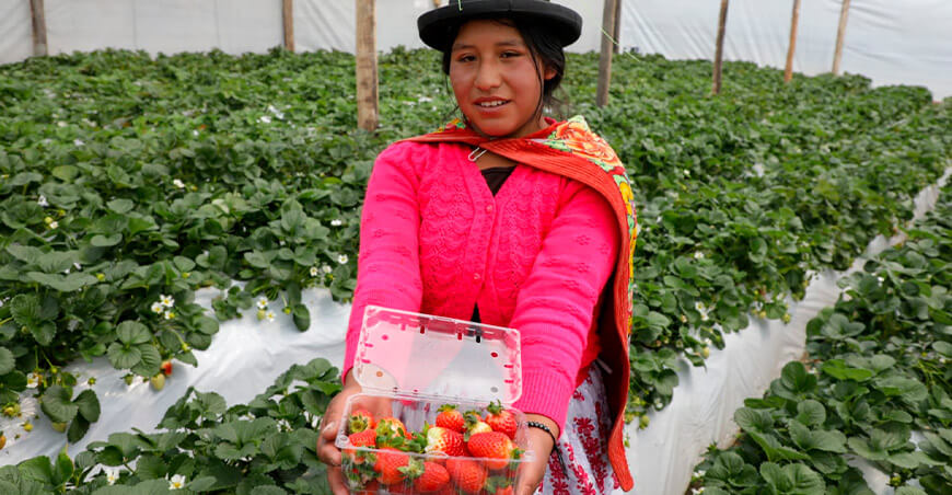 productora fresas Ayacucho Perú