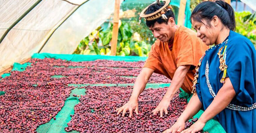 productores de café Cooperativa Cepro Yanesha Pasco Perú